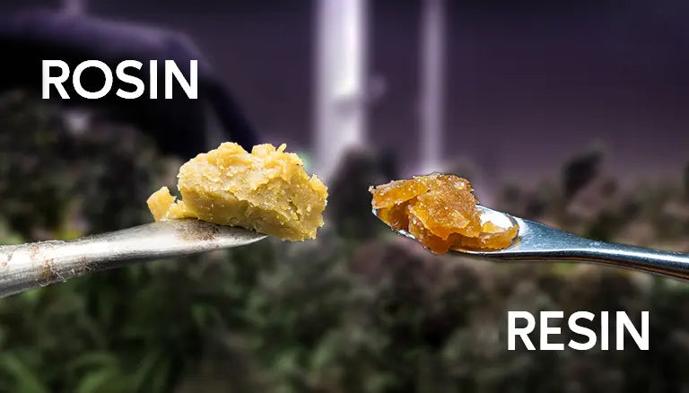 Resin-and-Rosin-What-are-the-Differences BOMB  BOMBERIG